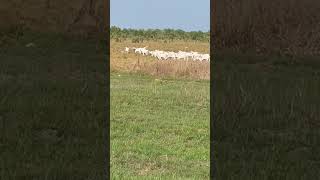 Cattle farming in Australia [upl. by Joaquin161]