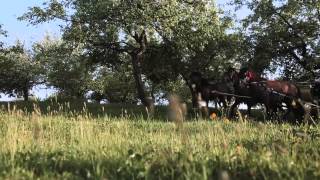 The Huculs – horses of the Eastern Carpathians [upl. by Torrey240]