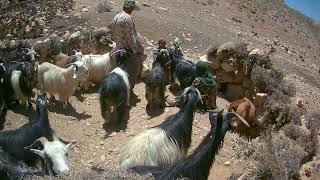 Bakhtiari nomads Chaharmahal and Bakhtiari mountain ranges of Irans ZagrosMilking sheepnomads [upl. by Tiersten299]