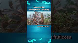 Review Tanaman Hias Andong Merah  Cordyline Fruticosa [upl. by Giacopo]