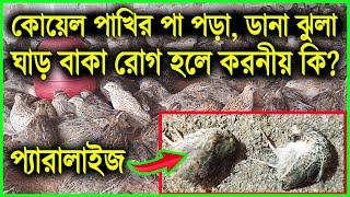 কোয়েল পাখি খোড়া হয়ে যাচ্ছে ডানা ঝুলে যাচ্ছে ও ঘাড় বাকা হলে করনীয় কি  Quail Farming  Koyel pakhi [upl. by Haeel]