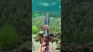 Spearing a bar of silver spearfishing milkfish bali [upl. by Yatnuhs]