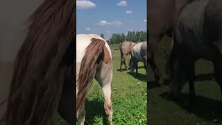 Stallion went for a walk in a herd of mares । Beautiful Horses [upl. by Ellette]