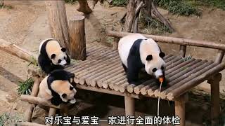 Will Fubaos parents return to China earlypanda [upl. by Eelynnhoj107]