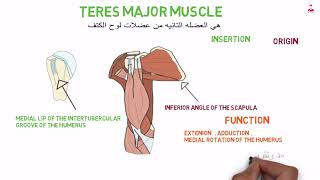 teres major muscle [upl. by Annam]