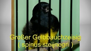 Großer Gelbbauchzeisig  Spinus Steijnegri [upl. by Emmeram333]