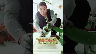 How to care for orchids after blooms fall  Orchid care howto flowers orchid [upl. by Caras940]