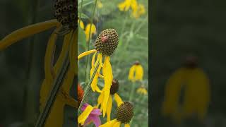 A Spider Makes Itself At Home On Coneflower gardensounds birdsound gardening [upl. by Mommy]