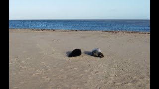 Walk on WintertononSea beach Village and Visit to Seal Colony Great Yarmouth UK4K [upl. by Wester]