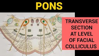 Pons Anatomy 23  TS of Pons at the level of Facial Colliculus [upl. by Gitt]