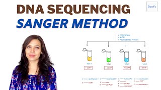 Dideoxy DNA Sequencing  Sanger method [upl. by Ecirtnas644]