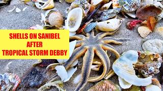 Flooding and Shells on Sanibel Island after Tropical Storm  Hurricane Debby 2024 [upl. by Zel]