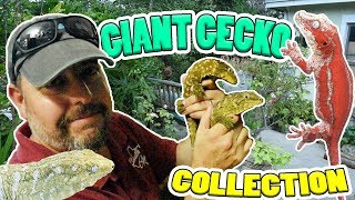 GIANT GECKO COLLECTION  100 Leachies  South Tex Gex [upl. by Evania]