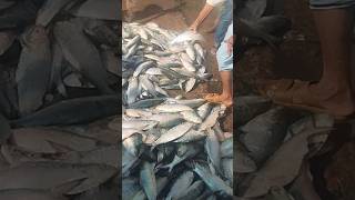 Hilsa fish wholesale market fishing foryou [upl. by Sadie372]