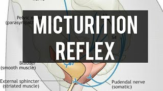 Micturition reflex  Renal physiology [upl. by Yatzeck]