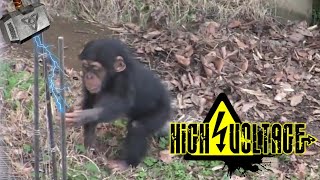 Animals Getting Shocked By Electric Fence  Animals Electric Shock Funny [upl. by Magee]