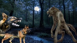 He turned into a werewolf to protect himself from the dogs [upl. by Russ254]