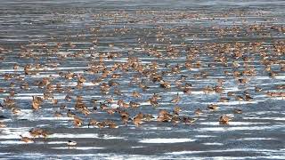 Pinkfooted Geese Montrose Basin a pan across one third of the flock [upl. by Yablon]