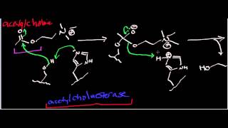 Biochemistry  Acetylcholinesterase Part 1 AND Neuron Signaling Esterase Mechanisms Part 1 [upl. by Halet568]