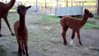 Rare twin alpacas in Siskiyou County [upl. by Newfeld]