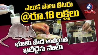 Price Of 1 Liter Rat Milk Is 18 Lakhs  Most Expensive Milk In The World  Rat Milk  Mic Tv Health [upl. by Kelwen]