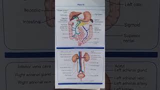 Hepatic portal circulation  anatomy and physiology  nursing [upl. by Dow]