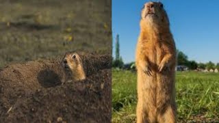 Pet Prairie Dog TotallyHolds His Own WhilePlaying with Bulldogs atPark [upl. by Hancock424]