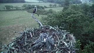 Bywyd Gwyllt Glaslyn Wildlife  Ffrwd Byw  Live Stream [upl. by Anwad]