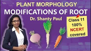 Modifications of root  Morphology of flowering plants [upl. by Flavian663]