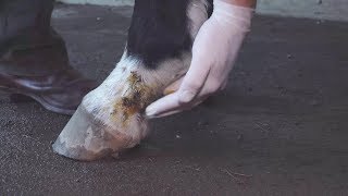 Treating Mud Fever on the horses heels with Mānuka honey [upl. by Burl732]