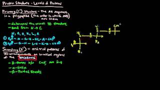 Protein Structure Part 1 of 4  Levels of Protein Structure [upl. by Ellyn777]