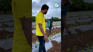 अब एक भी पौधा नहीं मरेगा 🌱🌱 Soil Drenching Jugaad  आळवणी शिमला मिर्च  Indian Farmer [upl. by Aridni]