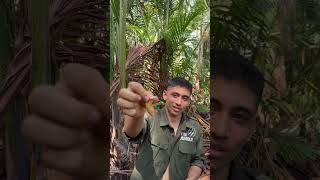 „SagoLarven essen – Jungle Boy probiert SurvivalNahrung“ bushcraft primitiv [upl. by Auohs]