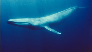 Antarctic Blue Whale · Awen [upl. by Landon]