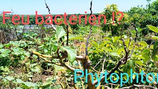 feu bacterien Erwinia amylovora ou bien phytophtore  هل هو مرض فيوتوفتورا أم بكتيريا اروينيا [upl. by Attennyl]