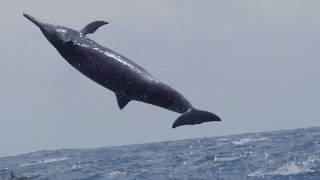 majestueux sauts de dauphins libres [upl. by Matthiew859]