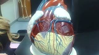 anatomical model of the large heart review for anatomy practical exam [upl. by Ayarahs984]