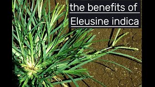 Benefit Of Eleusine indica [upl. by Ydnagrub]