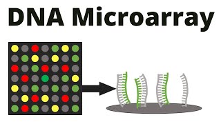 DNA Microarray DNA chip technique [upl. by Reba964]