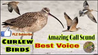 Curlew birds best voice amazing call sound  curlew ki awaz  New curlew sound  All birds sound [upl. by Reifnnej620]