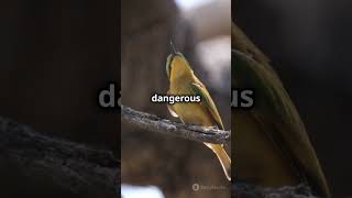 5 Fascinating Facts About White throated Bee eaters [upl. by Desmond290]