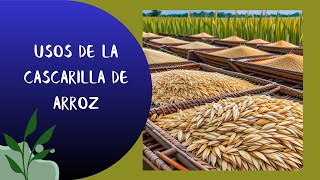 🌾Uso de la cascarilla de arroz como abono orgánico agriculture agricultura shortsviral shorts [upl. by Colwen798]