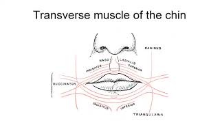 Transverse Muscle Of The Chin [upl. by Yendic]