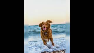 Cute dog 🐕 photos Adorable dog pictures ❤️ Dog Wallpaper [upl. by Luttrell407]