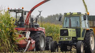 Steyr 8320  Champion 3000 4 rijer hakselaar  Mais hakselen Hijken 2024  Maize harvest  Maisernte [upl. by Eseila]