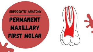 Endodontic Anatomy of the Permanent Maxillary First Molar  Root canal anatomy [upl. by Eibor]