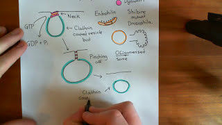 Clathrin Mediated Endocytosis and The Endocytic Pathway Part 6 [upl. by Maroney767]