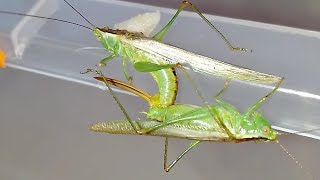 Спаривание кузнечиков мечников Conocephalus fuscus Conohead katydid mating [upl. by Nrubyar319]