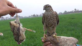 sparrowhawk training to hunt wild quails  how to train sparrowhawk  Wildlife Today [upl. by Nanni]