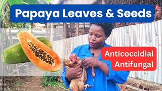 Benefits of Papaya leaves and seeds in poultry farming how to prepare and how much to give [upl. by Tandi27]